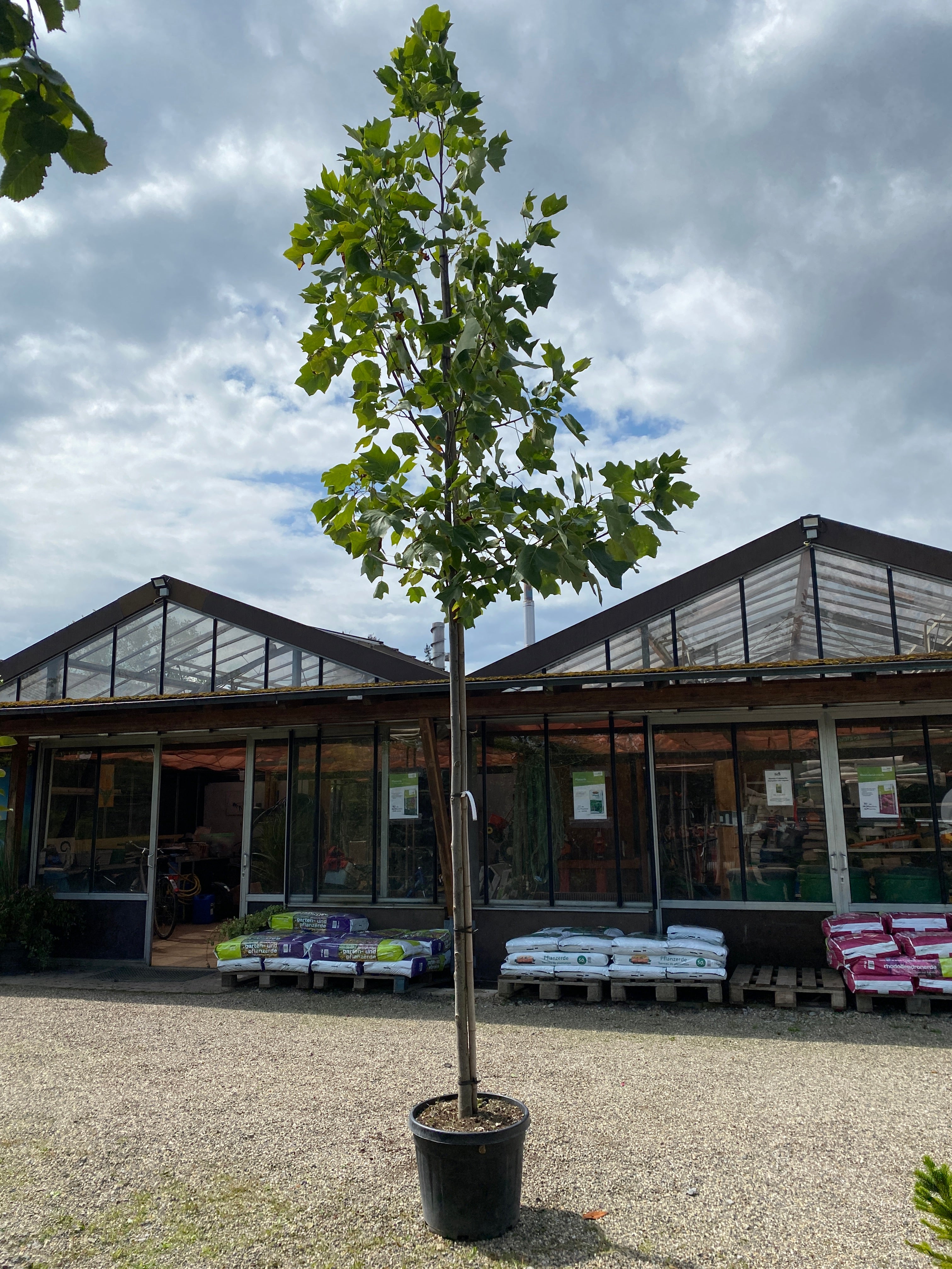 Amerikanischer Tulpenbaum / Liriodendron tulipifera